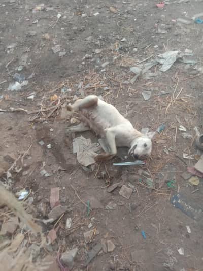 dog for sale