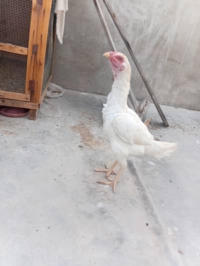 Heera Aseel