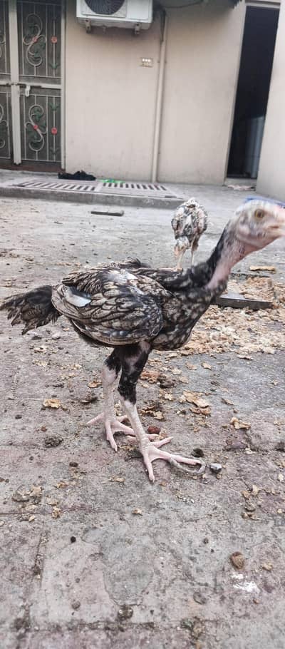 chick
