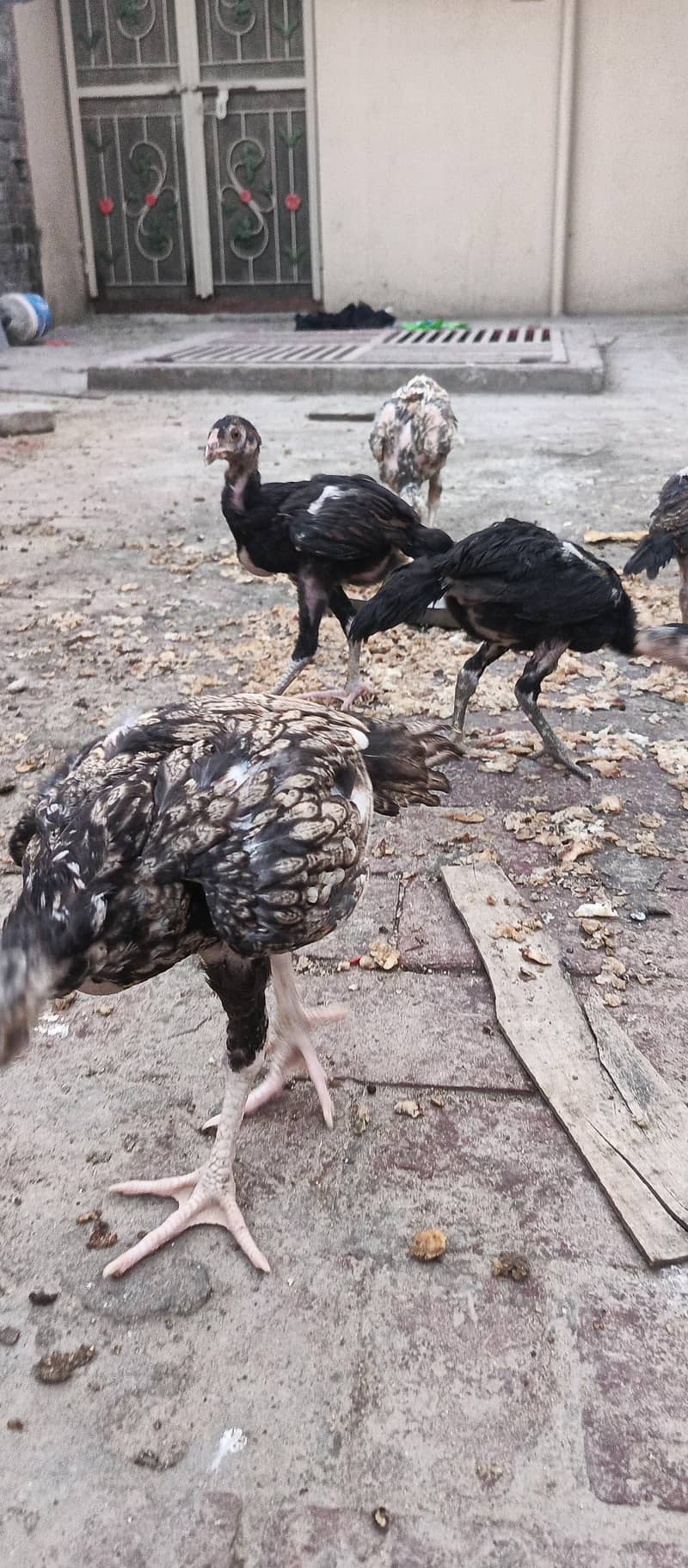 chick 1