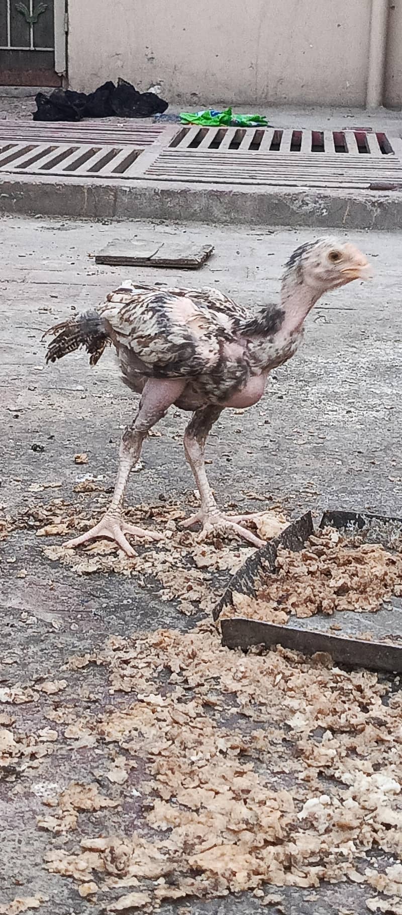 chick 2