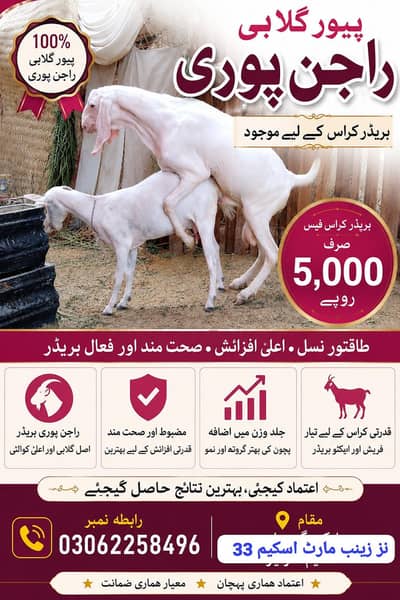پیور گلابی راجن پوری بریڈر کراس کے لیے موجود