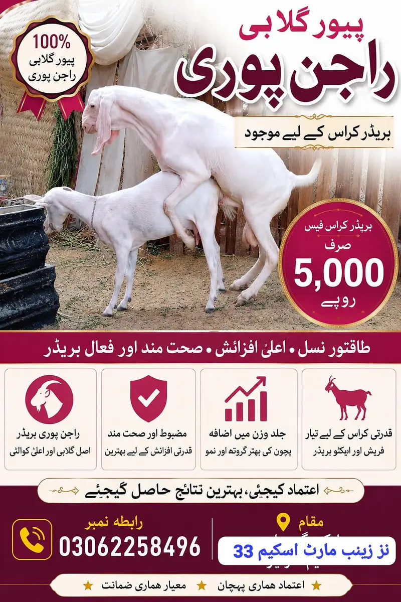پیور گلابی راجن پوری بریڈر کراس کے لیے موجود