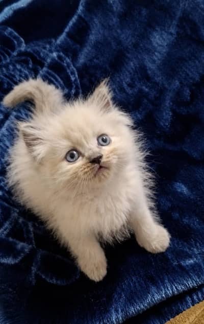 Beautiful kitten