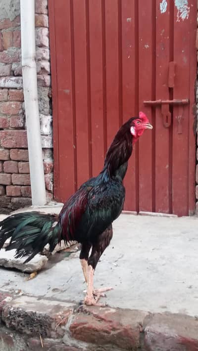 beautiful murga what's up 03280261320