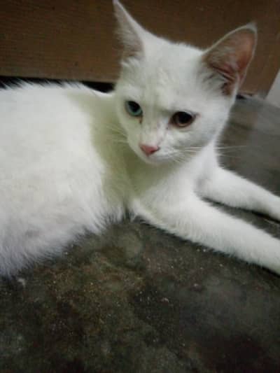 double coated Persian