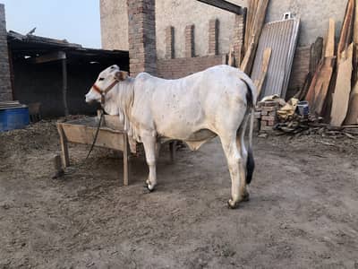 Cholistan white clour phone number 0.3.3. 3. 9.4. 0.9. 2.3. 2