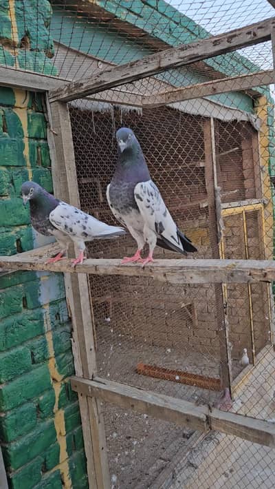 Ferozpuri breeder pair
