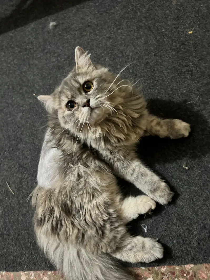 Persian cat female — photo 3