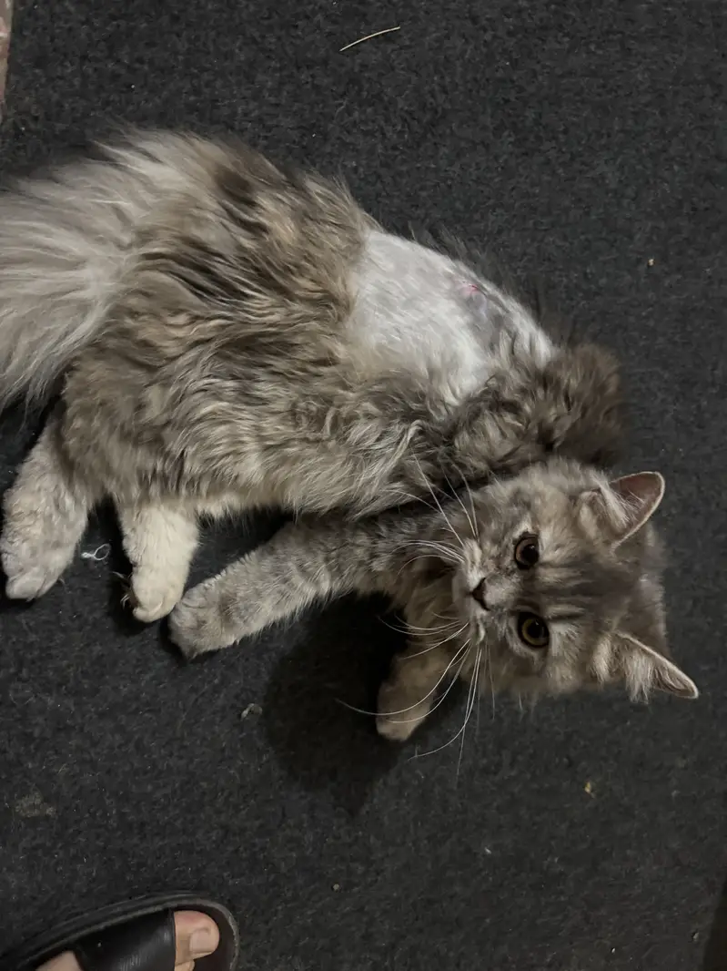Persian cat female — photo 4