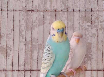 budgies for sale