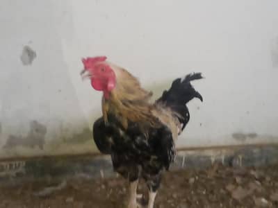 Ghar ka pala hua murgha jis ko chahiya rabta karin
