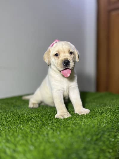 Labrador Supreme Quailty female Pup