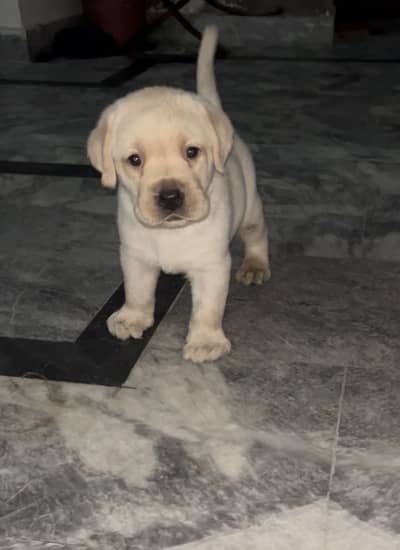 Labrador Supreme Quailty female Pup