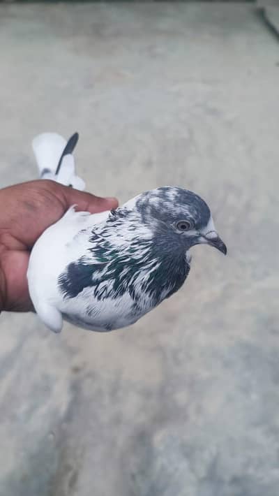 kabooter, pegion, pigeon