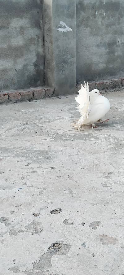 Some Fancy Pigeon for sale