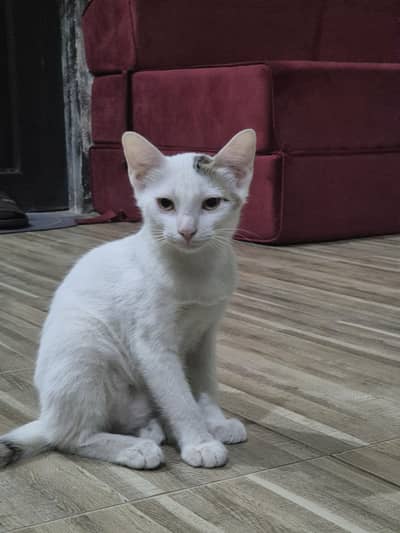 Adorable white kittens available for adoption
