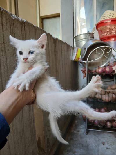 Turkish angora kitten for sale