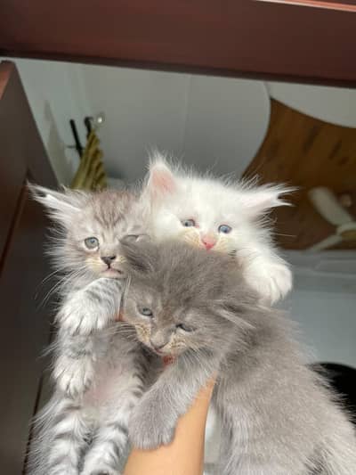persian kitten