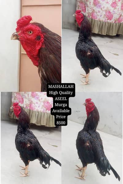 only call WhatsApp aseel Murga