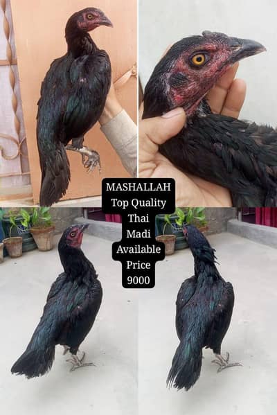 only call WhatsApp aseel Murga
