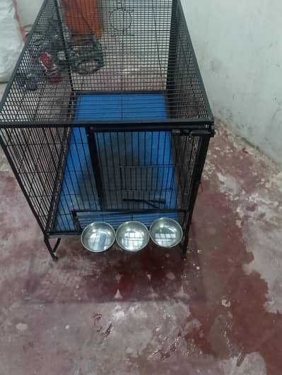 cage for Alexander parrots