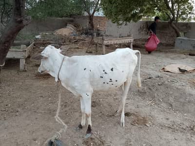 kheeri bachri