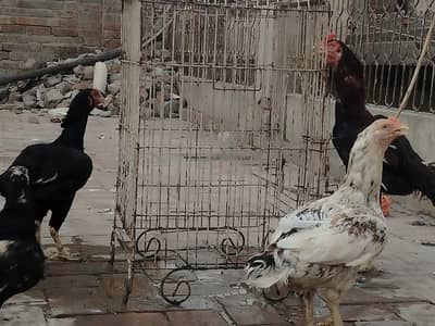 Assel & Pure Desi hens Fertile Eggs Only