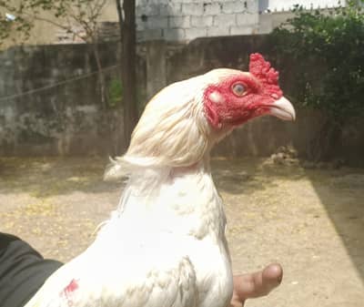 Adeel birds