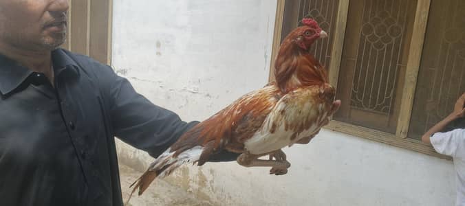 Adeel birds