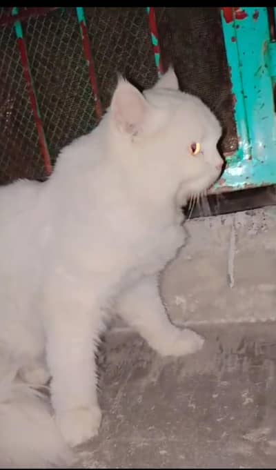 Double and triple cout mix Persian male cat