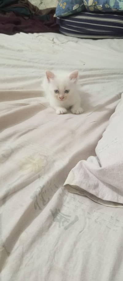 persian kitten pair sale