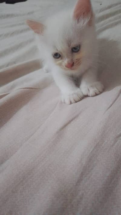 persian kitten pair sale