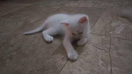 persian kitten pair sale