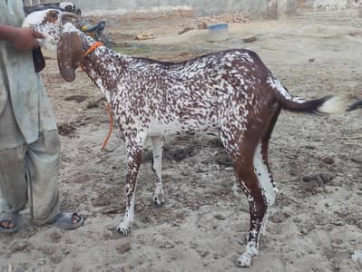 Bakri / Goat Makhi cheeni for sale.