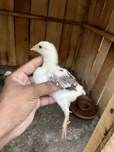 Aseel Chicks