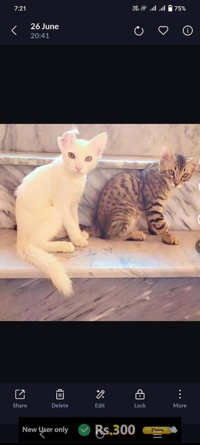 2 cats