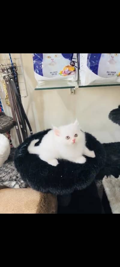 persian cat for sale MywatsapppNumber 0320-19-06-573