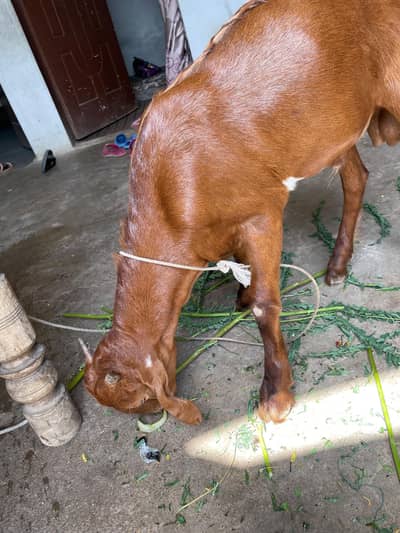 Bakra and Bakri for sell . . . .
