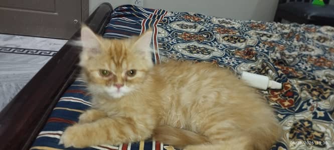 semi punch triple cote fluffy purcian cat urgent sale  Ph 03316665947
