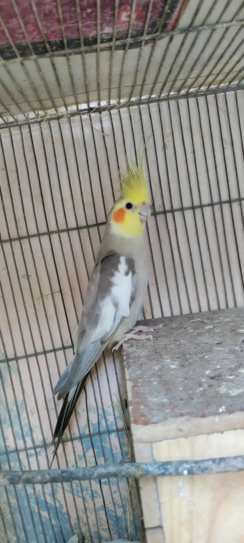 Cockatiel Parrots