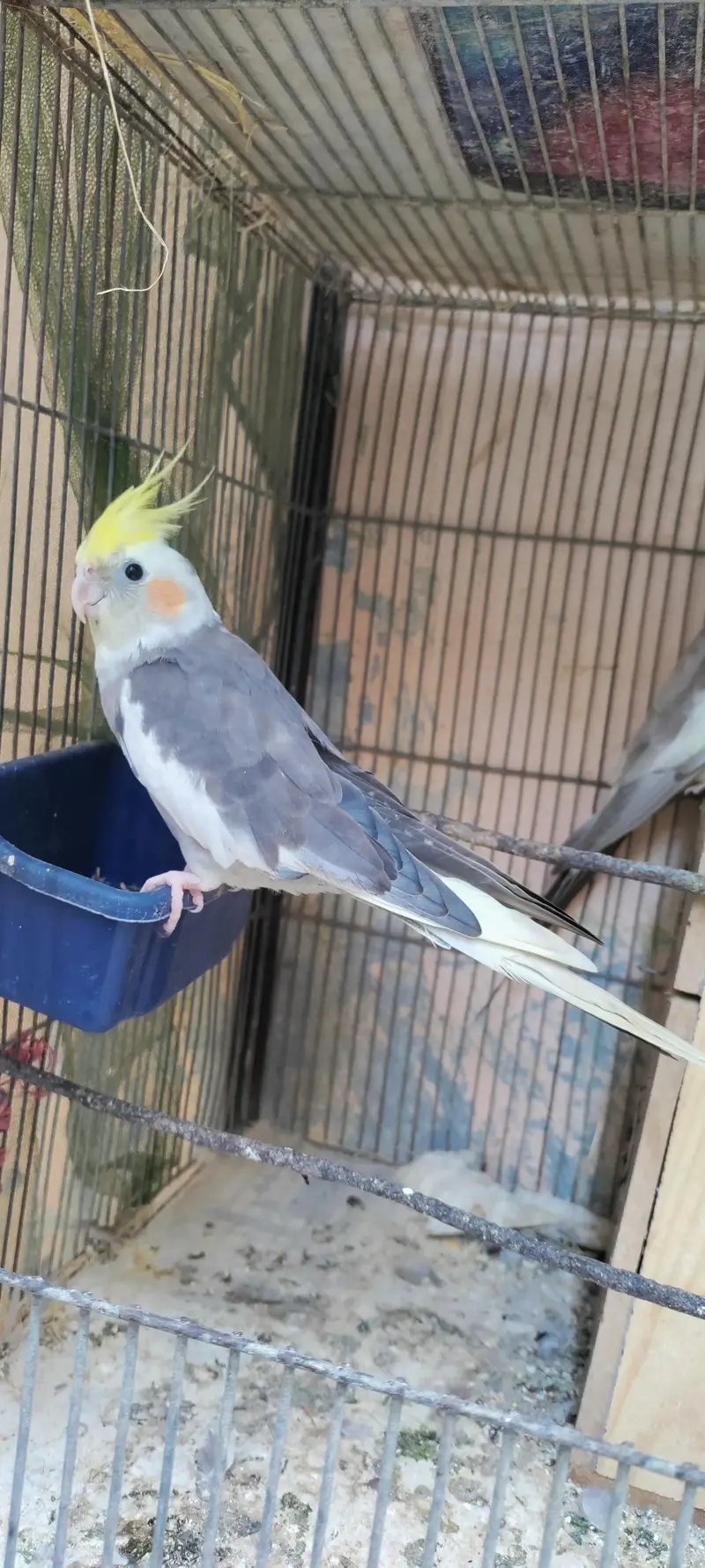 Cockatiel Parrots — photo 2