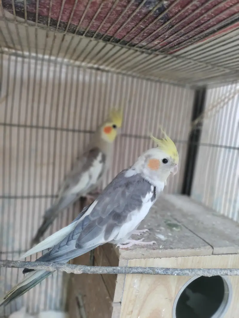 Cockatiel Parrots — photo 3