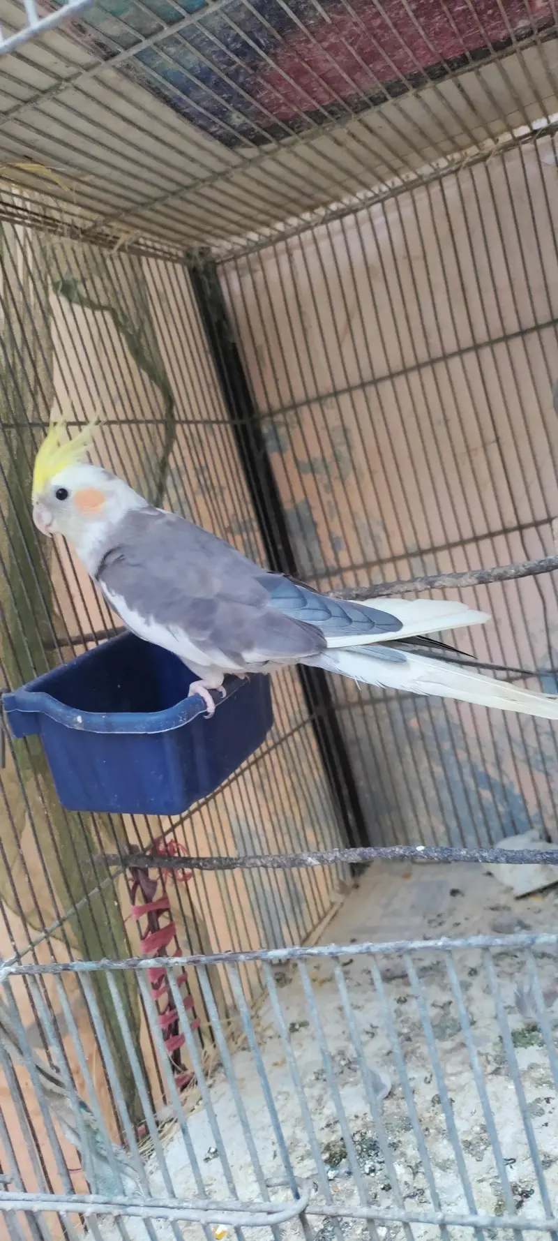 Cockatiel Parrots — photo 4