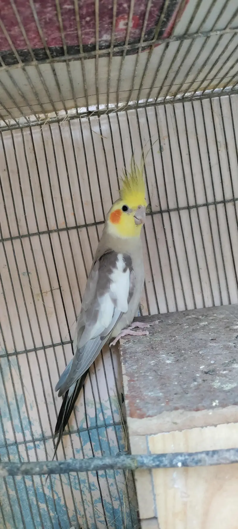 Cockatiel Parrots — photo 5