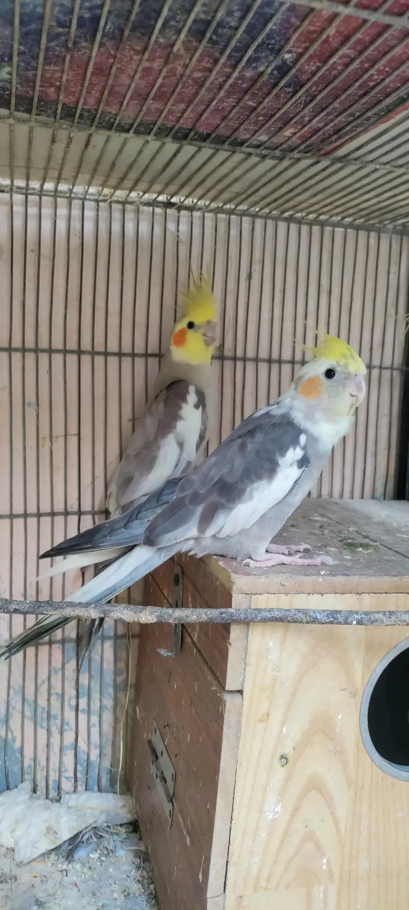 Cockatiel Parrots — photo 6