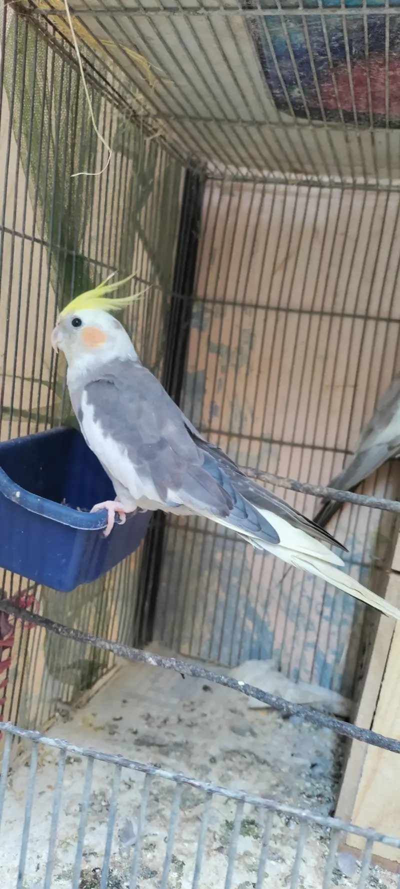 Cockatiel Parrots — photo 7