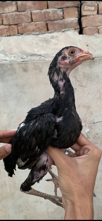Jawa home breed Full Healthy and active chicks•