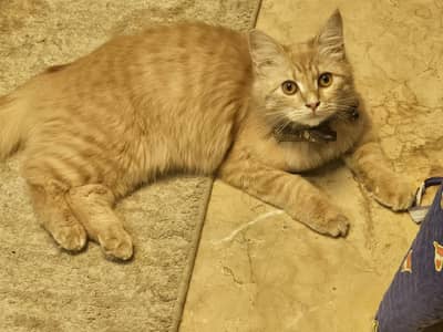 9 month old cat