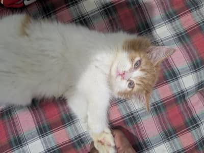 Persian triple coated beautiful